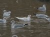 Black-headed Gull at Barling Rubbish Tip (Steve Arlow) (63225 bytes)